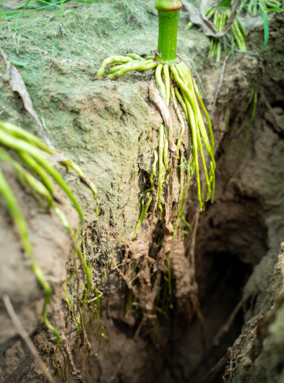 小众送妈妈的花有哪些花