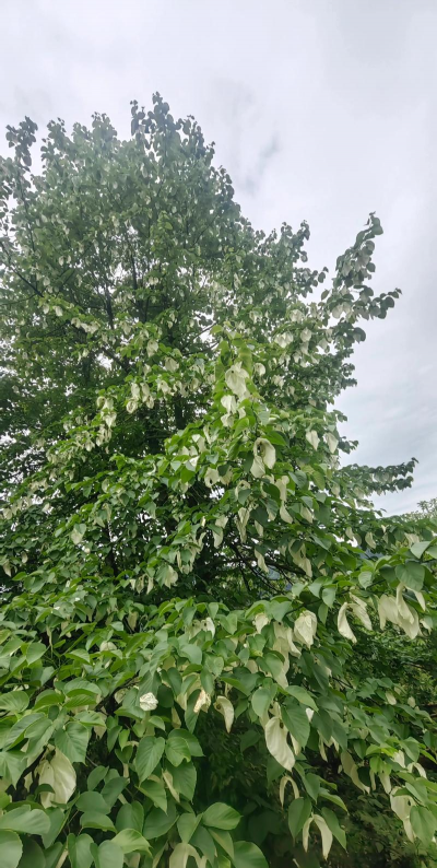 小众送妈妈的花有哪些花