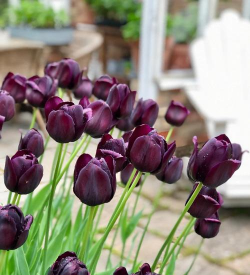 小众送妈妈的花有哪些花