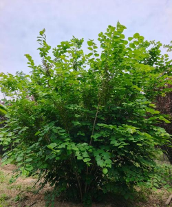 小众送妈妈的花有哪些花