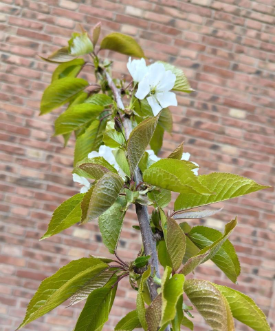 小众送妈妈的花有哪些花