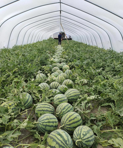 小众送妈妈的花有哪些花