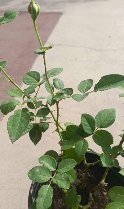 小众送妈妈的花有哪些花