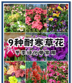 十月份草花有哪些品种