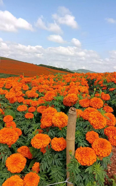 小众送妈妈的花有哪些花