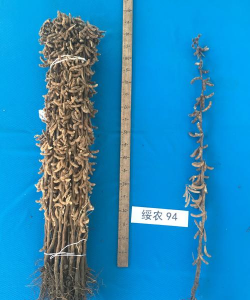 小众送妈妈的花有哪些花