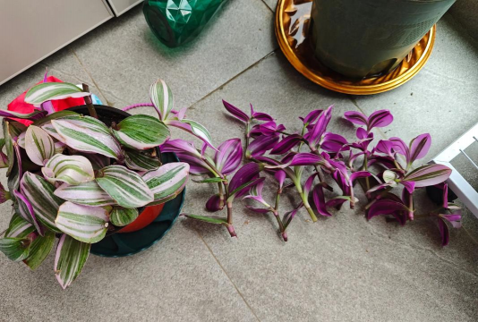 小众送妈妈的花有哪些花