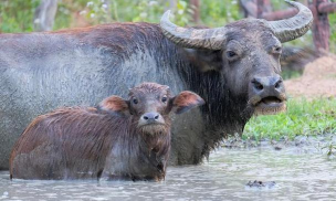 小众送妈妈的花有哪些花