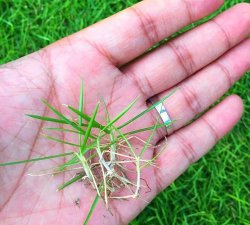 矮生百慕大四季常青吗