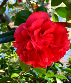 小众送妈妈的花有哪些花