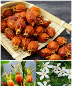 小众送妈妈的花有哪些花