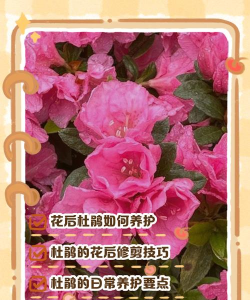 小众送妈妈的花有哪些花