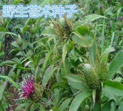 种植苍术用什么肥料