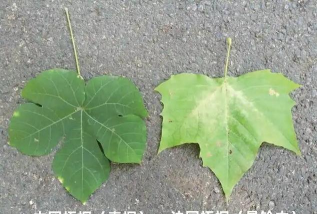 小众送妈妈的花有哪些花