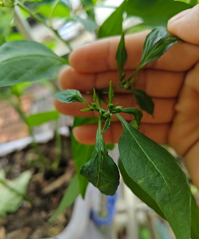 小众送妈妈的花有哪些花