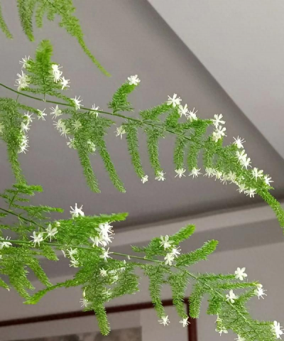 小众送妈妈的花有哪些花