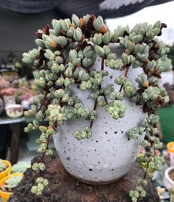 小众送妈妈的花有哪些花