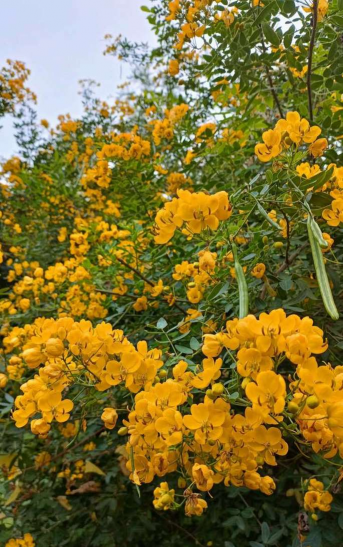 小众送妈妈的花有哪些花