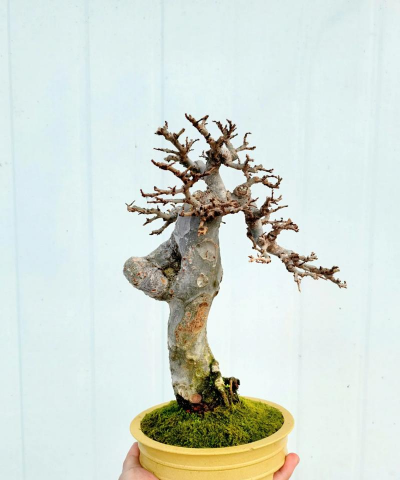 小众送妈妈的花有哪些花