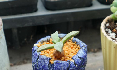 小众送妈妈的花有哪些花