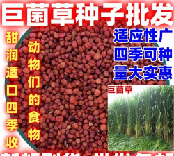 巨菌草有种子吗