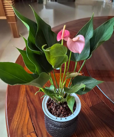 小众送妈妈的花有哪些花