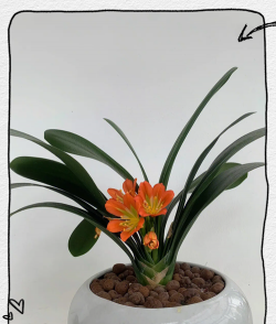 小众送妈妈的花有哪些花