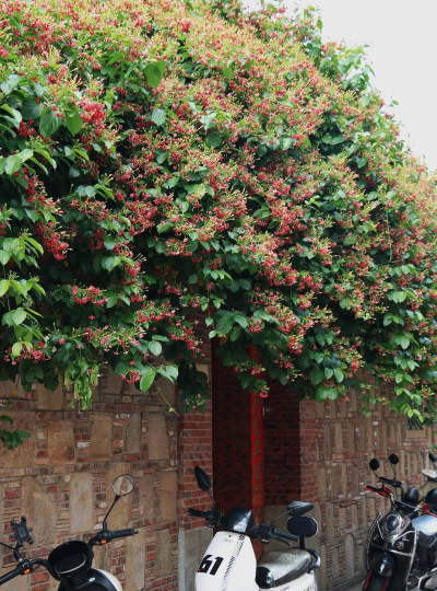 小众送妈妈的花有哪些花