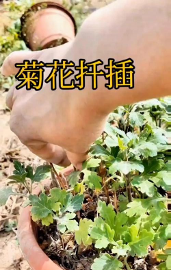 小众送妈妈的花有哪些花