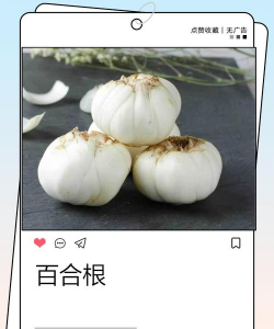 吃的百合就是百合花的根部吗