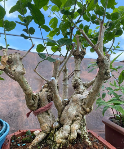 小众送妈妈的花有哪些花