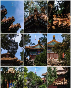 小众送妈妈的花有哪些花