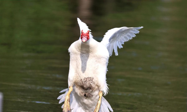 麝香鸭几级保护动物