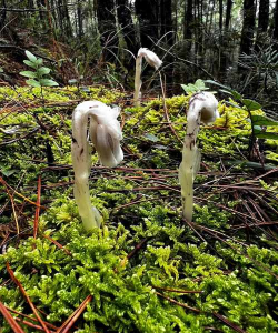 小众送妈妈的花有哪些花