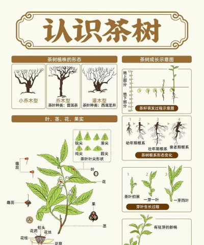茶树属于什么植物
