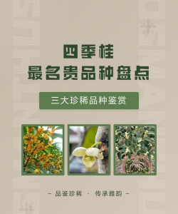 四季桂最名贵品种