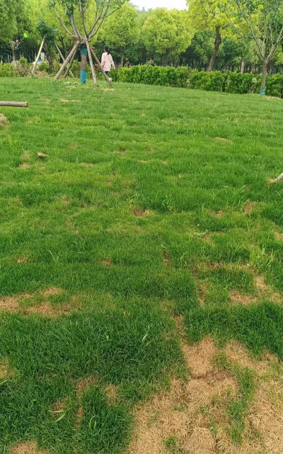 护坡草籽一斤能喷多少平方