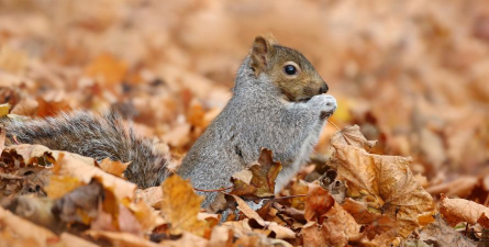 小众送妈妈的花有哪些花