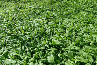 小众送妈妈的花有哪些花