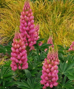 小众送妈妈的花有哪些花