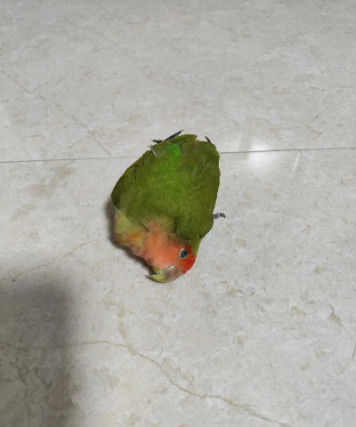 小众送妈妈的花有哪些花