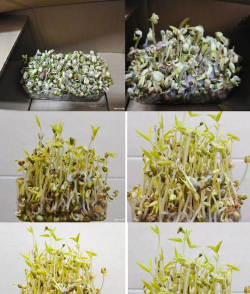 小众送妈妈的花有哪些花