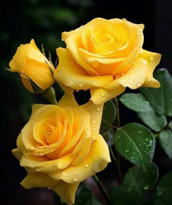 小众送妈妈的花有哪些花