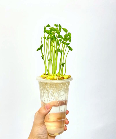 小众送妈妈的花有哪些花