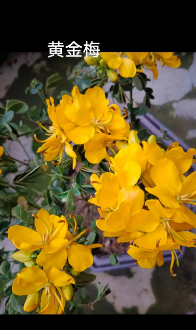 小众送妈妈的花有哪些花