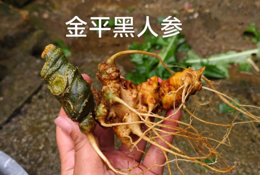 小众送妈妈的花有哪些花