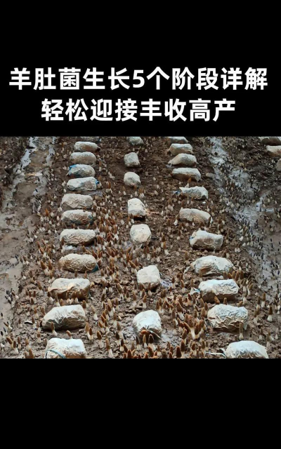 羊肚菌种植栽培技术