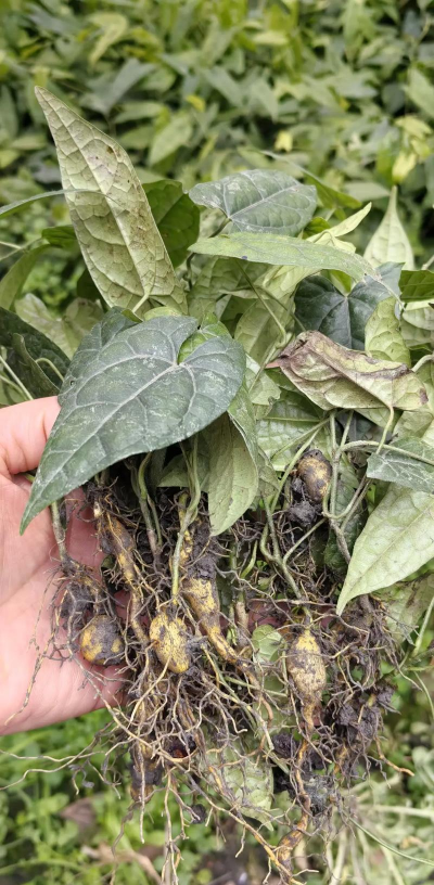 金果榄种植技术