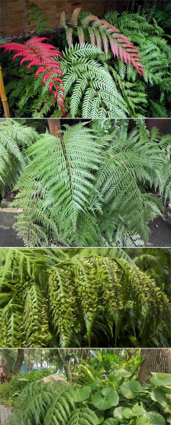 胎生狗脊是什么植物