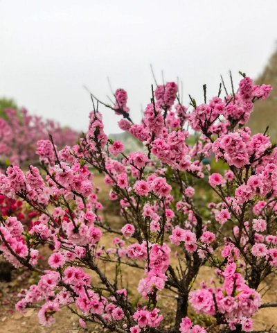 小众送妈妈的花有哪些花